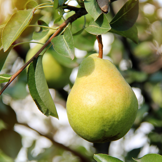 Williams Pear Fruit Tree Pot Grown 10L 1/2 Std