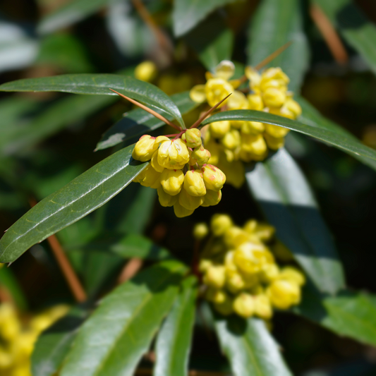 Wintergreen Barberry Pot Grown 2L 20/40cm