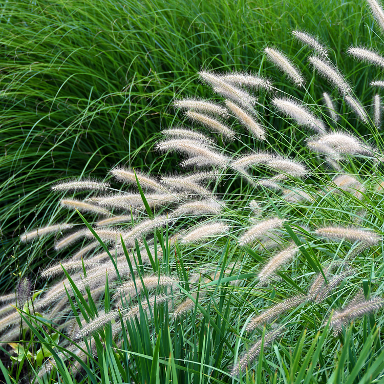 Yaku Jima Maiden Ornamental Grasses Pot Grown 7.5L
