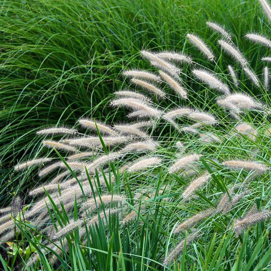 Yaku Jima Maiden Ornamental Grasses Pot Grown 5L