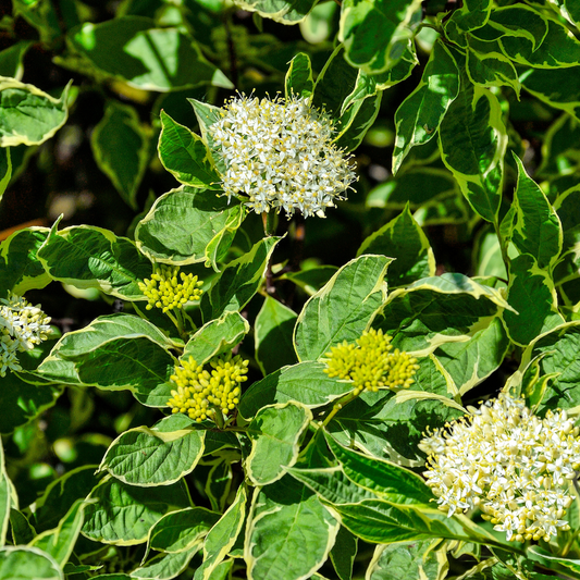 Yellow Dogwood Pot Grown 5L 80/100cm