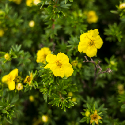 Yellow Potentilla Hedge (Potentilla fruticosa 'Goldfinger')