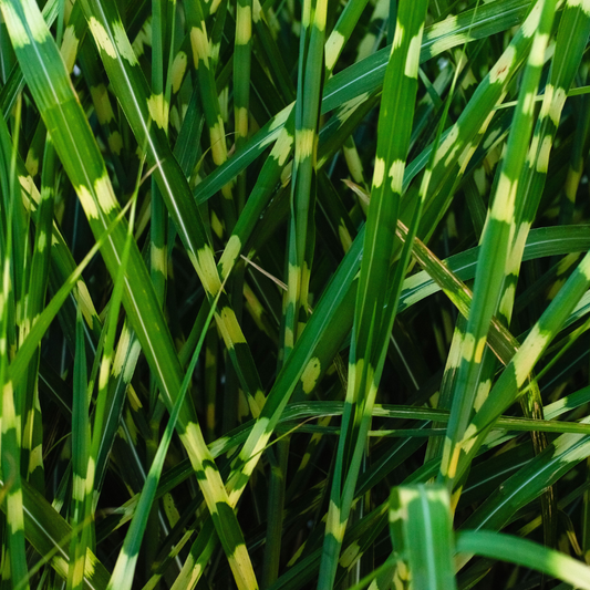 Zebra Ornamental Grasses Pot Grown 2L