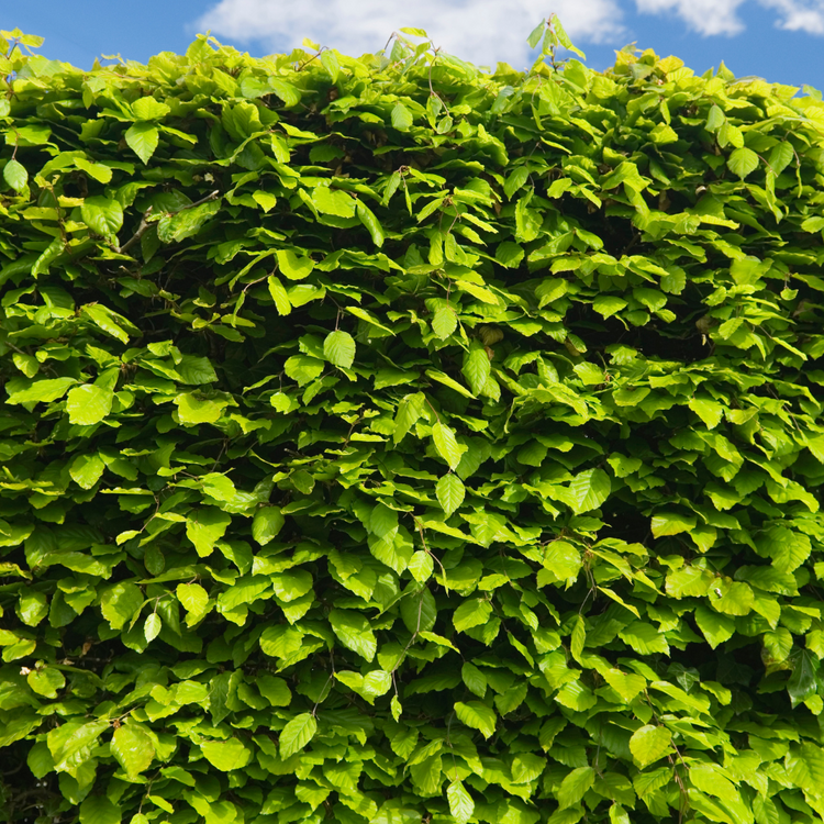 Beech hedging Bare root 60/80cm (x250) Multi-deal (Pre-order for Nov 2025)