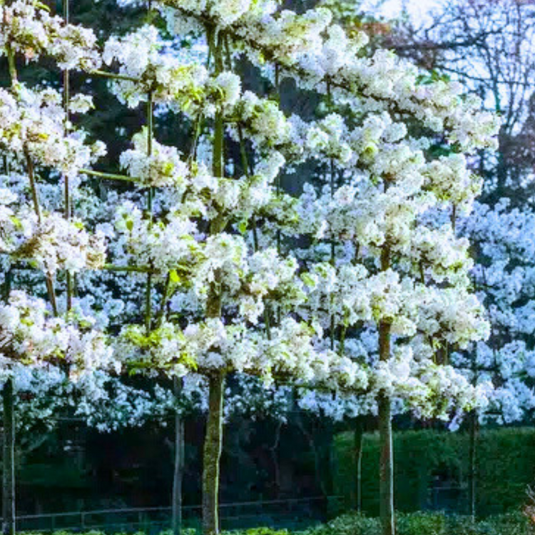 Evereste Crab Apple Pleached Tree Pot Grown 55L 200/225 Stem Girth 12/14 Frame 120x120 (x4) Multi-deal