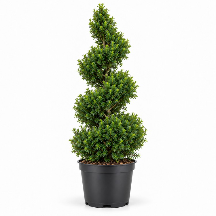 Taxus Spiral Topiary Pot Grown 35L 150/175cm