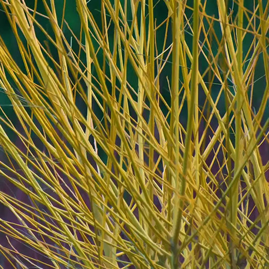 Yellow Dogwood Hedge (Cornus stolonifera 'Flaviramea')