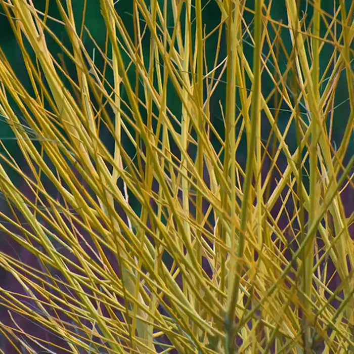 Yellow Dogwood Hedge (Cornus stolonifera 'Flaviramea')