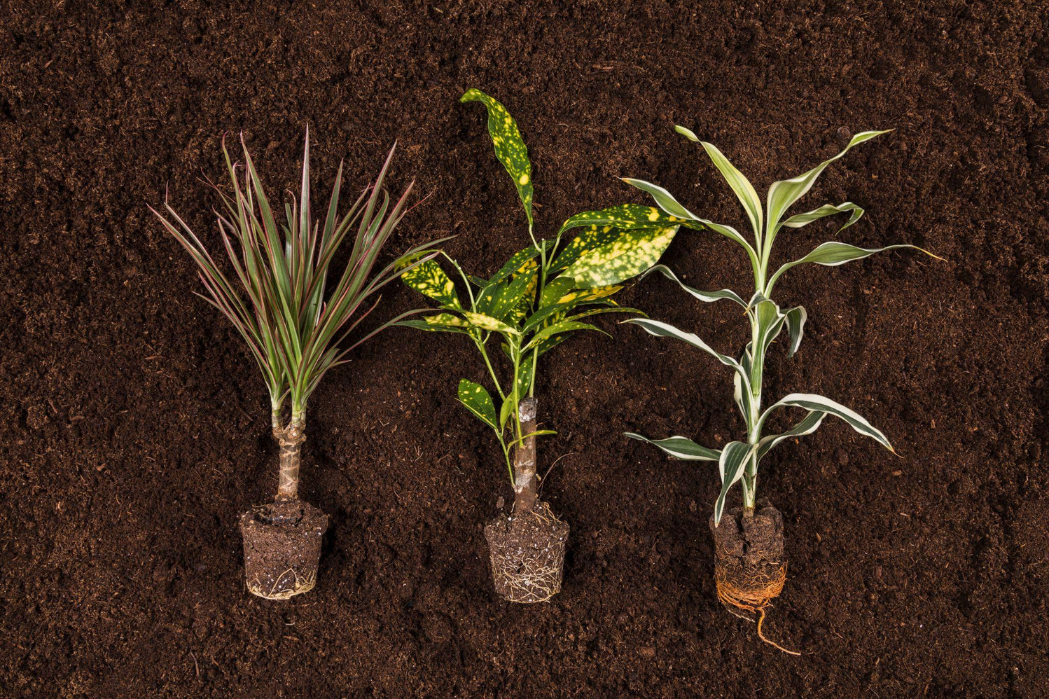 Fast-Growing vs Slow-Growing Plants: Best Choices for UK Gardens