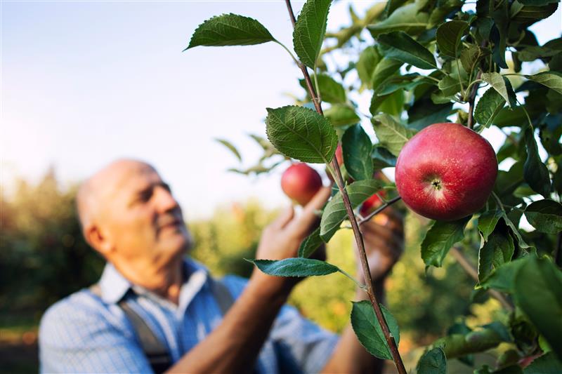 Fruit Tree Trends 2026 Guide by Everything Plants