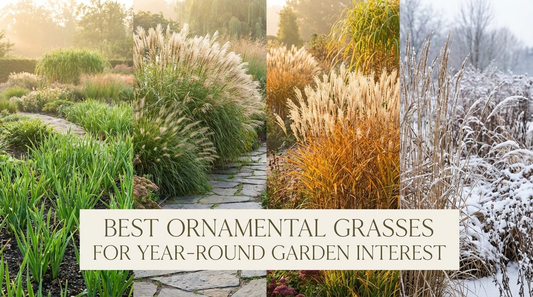 Ornamental Grasses for Year-Round Garden Interest Image