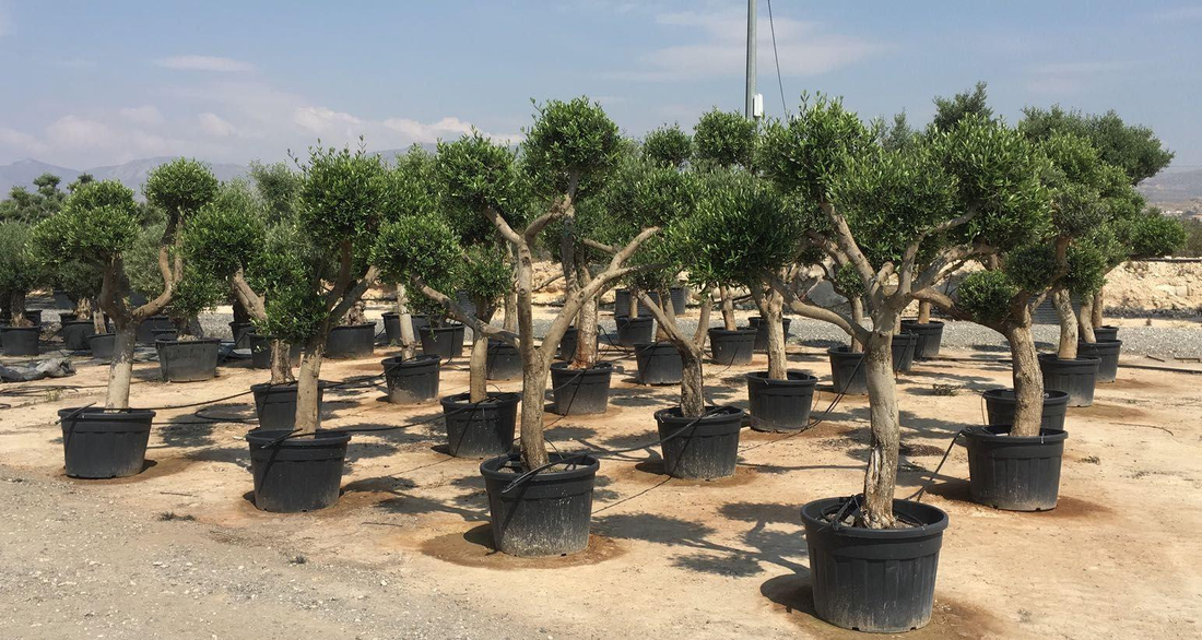 Pom Pom Olive Trees - EverythingPlants