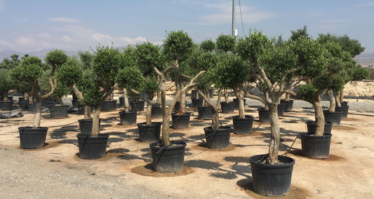 Pom Pom Olive Trees - EverythingPlants