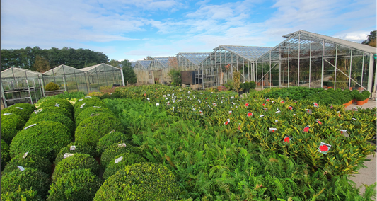 'Everything Plants.co.uk' Gains Quality Recognition From Chelsea Flower Show Award Winner.
