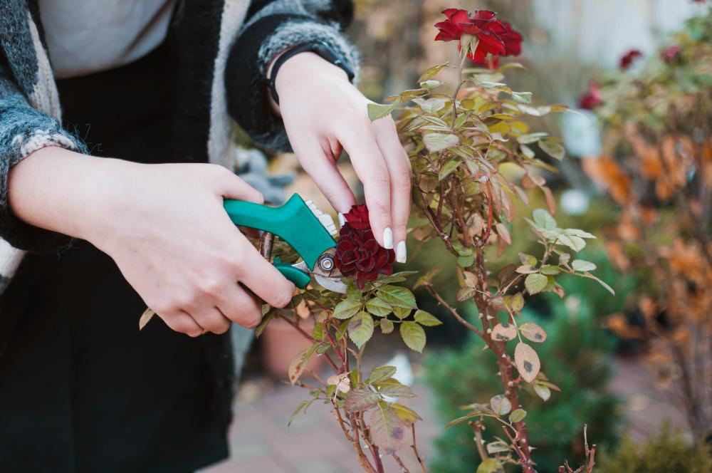 Seasonal Pruning Guide by Everything Plants
