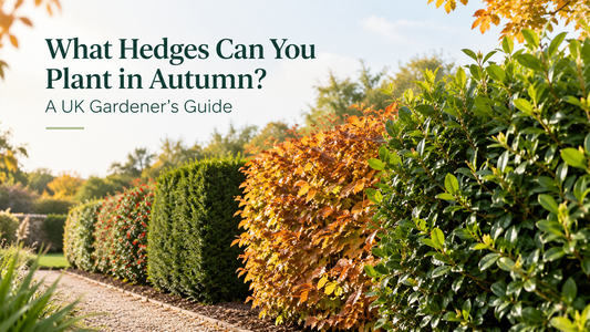 What Hedges Can You Plant in Autumn? A UK Gardener’s Guide