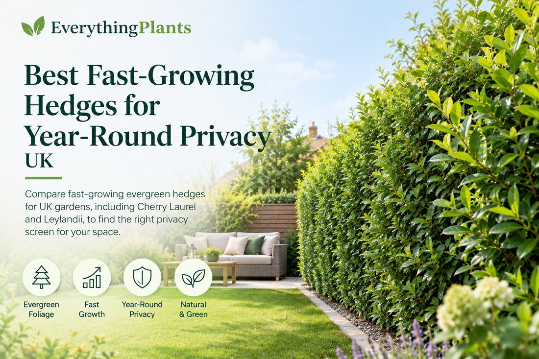 Which Fast-Growing Hedge Is Best for Privacy All Year Round in the UK?