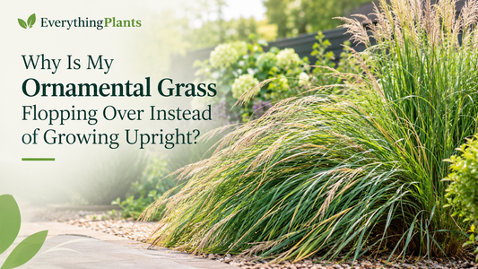 Why Is My Ornamental Grass Flopping Over Instead of Growing Upright?