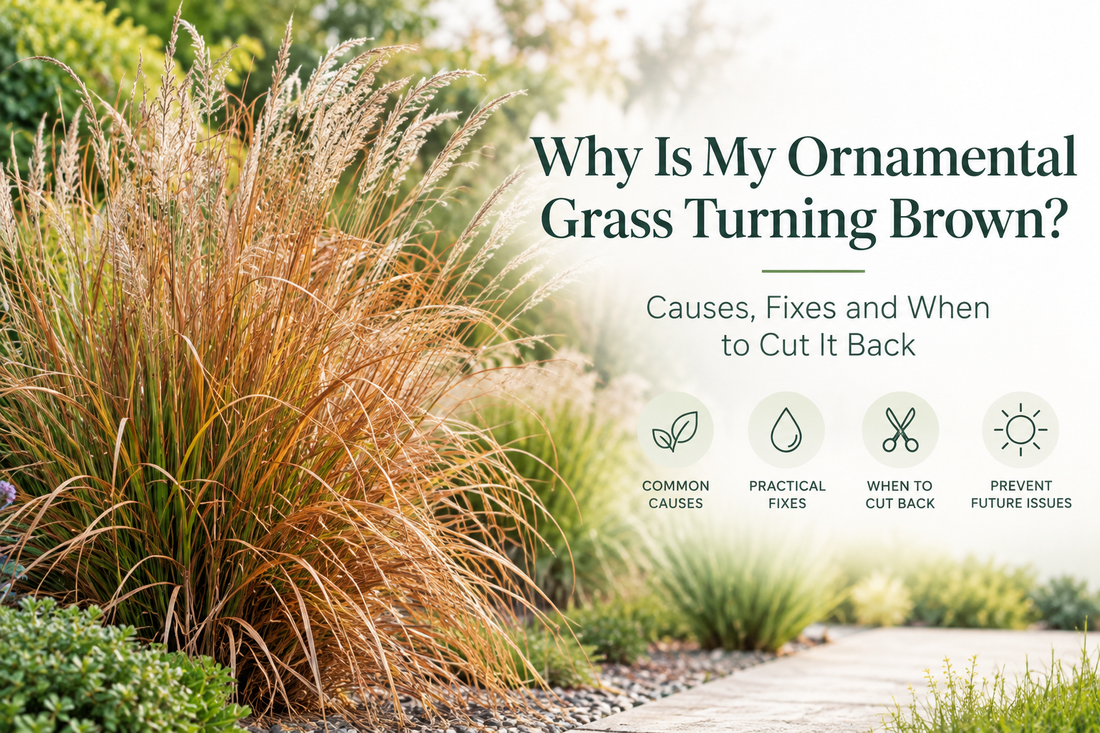 Why Is My Ornamental Grass Turning Brown? Causes, Fixes and When to Cut It Back