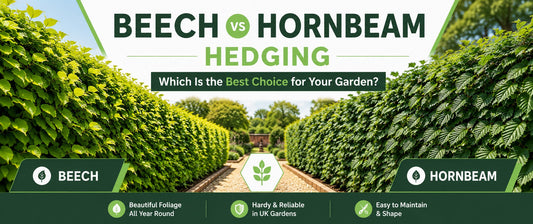 Side-by-side comparison of mature Beech and Hornbeam hedges in a traditional UK garden