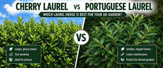 comparison of cherry laurel and portuguese laurel hedges for UK gardens