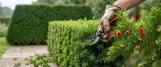 How to Prune a Yew Hedge: A Practical Guide
