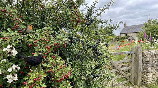 wildlife friendly native hedge UK with birds and berries