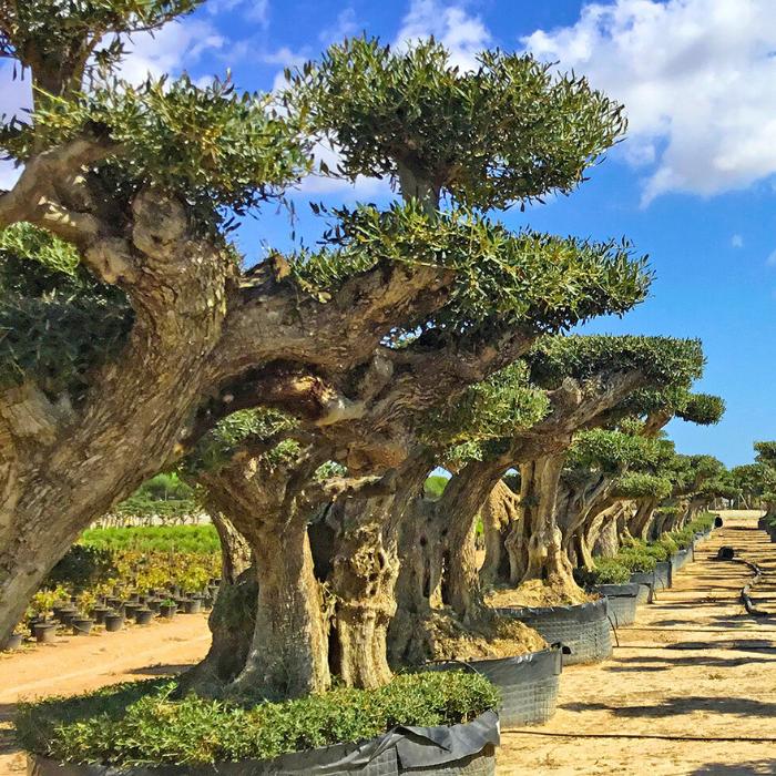 Exotic Trees