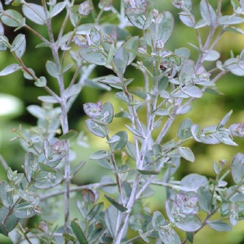 Ornamental Trees