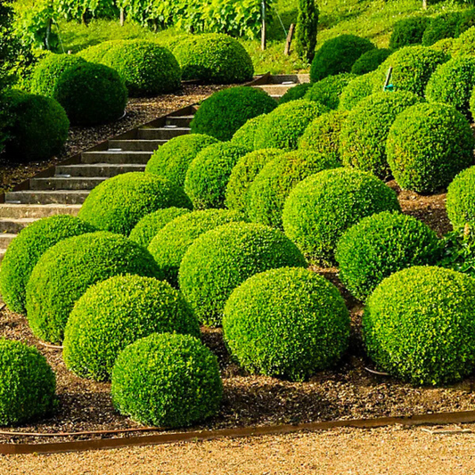 Box Buxus Ball Topiary