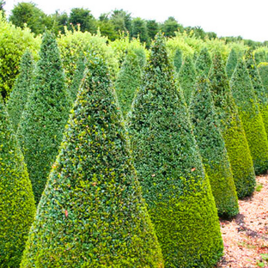 Box Buxus Cone Topiary