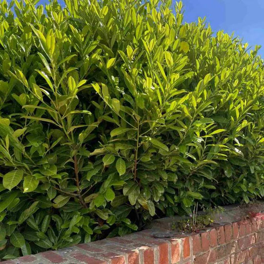 Hedging Collection