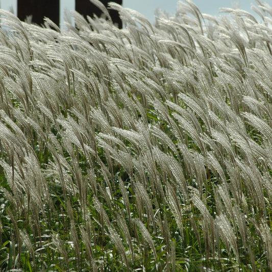 Chinese Silver Ornamental Grasses (Miscanthus Sinensis)