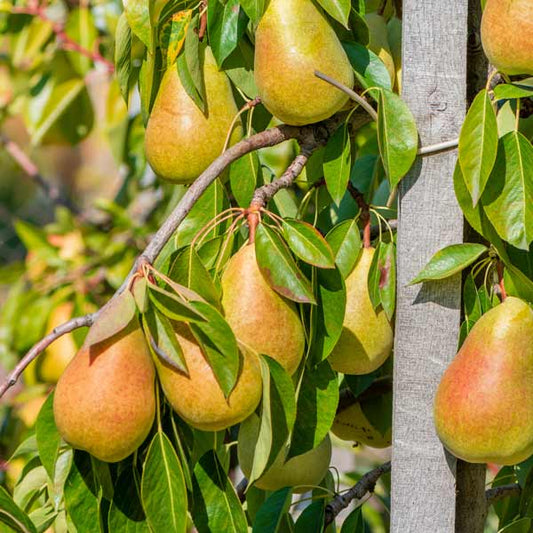 Clapp's Favourite Pear Fruit Tree (Pyrus Communis 'Clapp's Favourite')