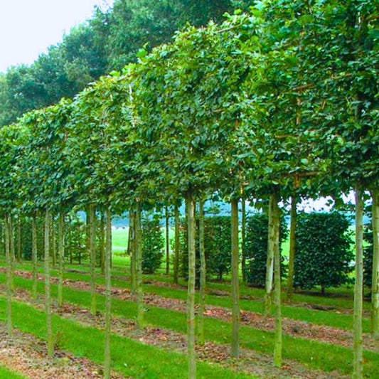 Common Beech Pleached Tree (Fagus Sylvatica)