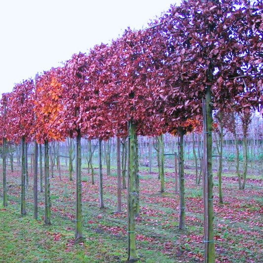 Copper Beech Pleached Tree (Fagus Sylvatica 'Purpurea')