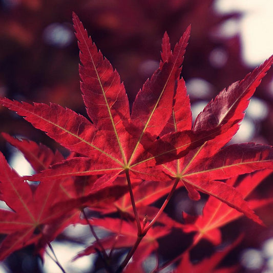 Crimson King Maple Ornamental Tree (Acer Platanoides 'Crimson King')