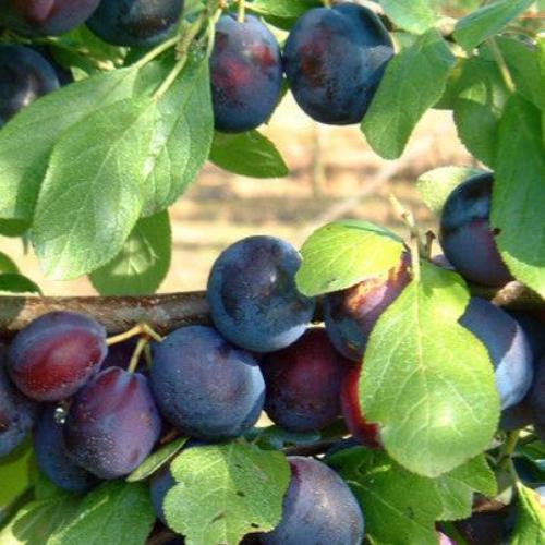 The Czar Plum Fruit Tree (Prunus Domestica 'Czar')