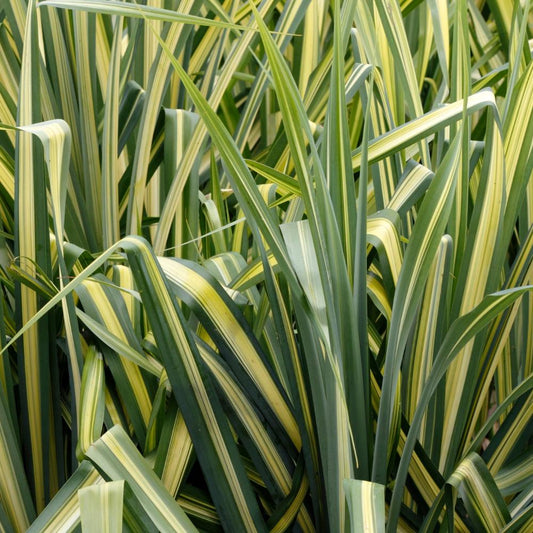 Eversheen Sedge Ornamental Grasses (Carex Oshimensis Eversheen)