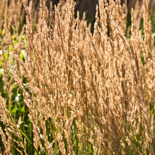 Feather Reed Ornamental Grasses (Calamagrostis Acutiflora Karl Foerster)