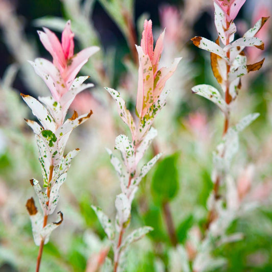 Flamingo Willow Ornamental Tree (Salix 'Hakuro-Nishiki')