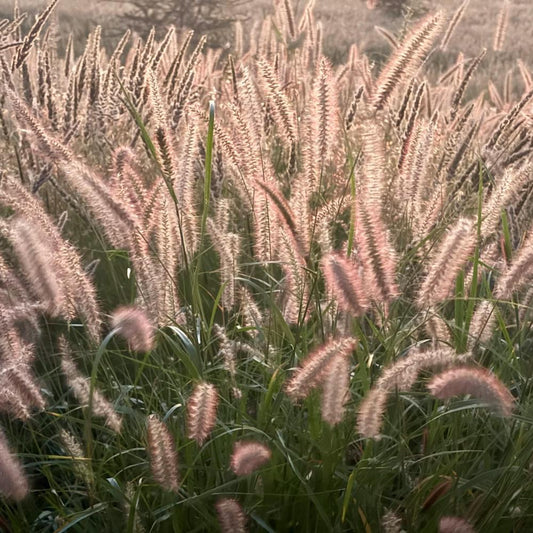 Fountain Ornamental Grasses (Pennisetum Alopecuroides)