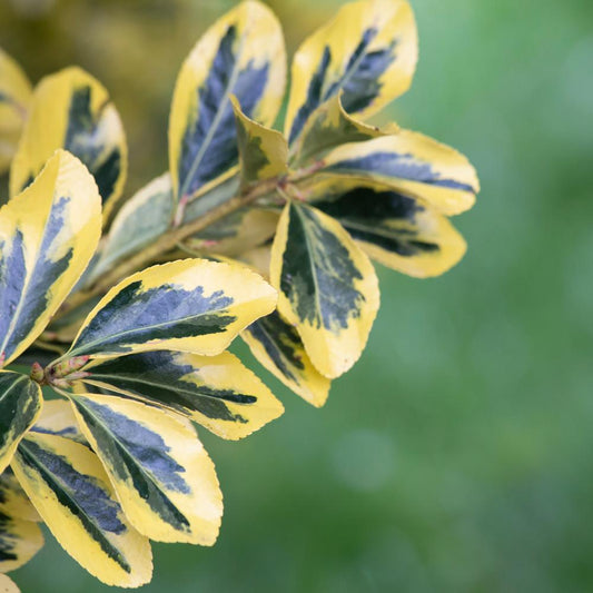 Golden Variegated Japanese Spindle Italian Plants (Euonymus Japonicus Aureomarginatus)