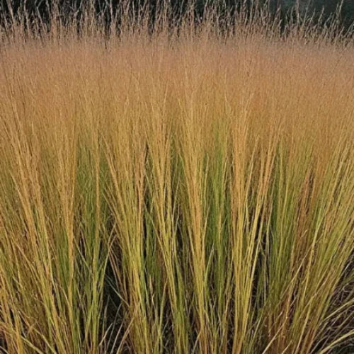 Heidebraut Purple Moor Ornamental Grasses (Molinia Caerulea Heidebraut)
