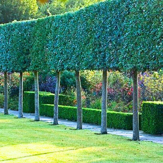 Holm Oak Pleached Tree (Quercus Ilex)