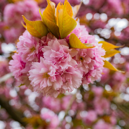 Kanzan Cherry Ornamental Tree (Prunus 'Kanzan')