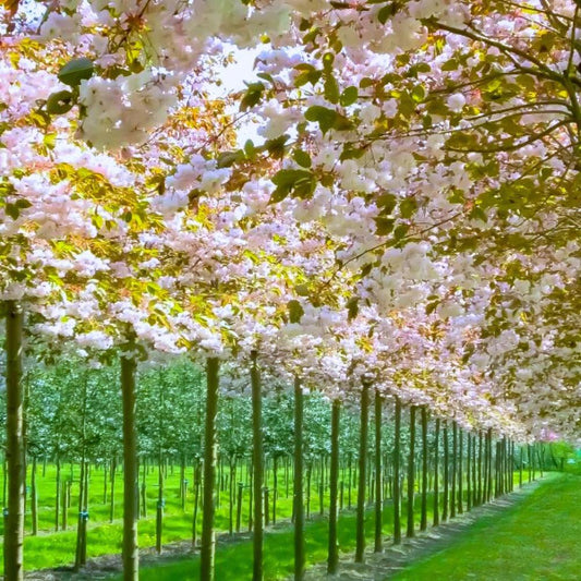 Kanzan Cherry Pleached Tree (Prunus 'Kanzan')