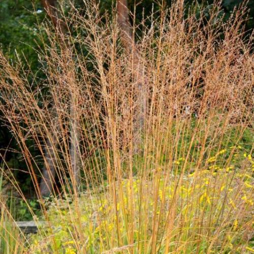 Karl Foerster Moor Ornamental Grasses (Molinia Arundinacea Karl Foerster)