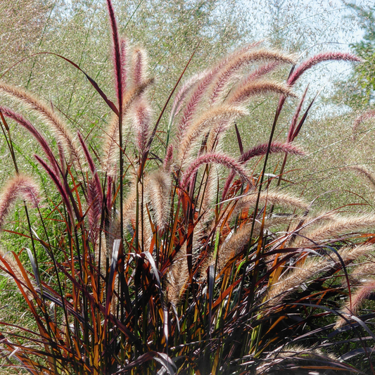 Karly Rose Maiden Ornamental Grasses (Miscanthus Orientalis Karly Rose)