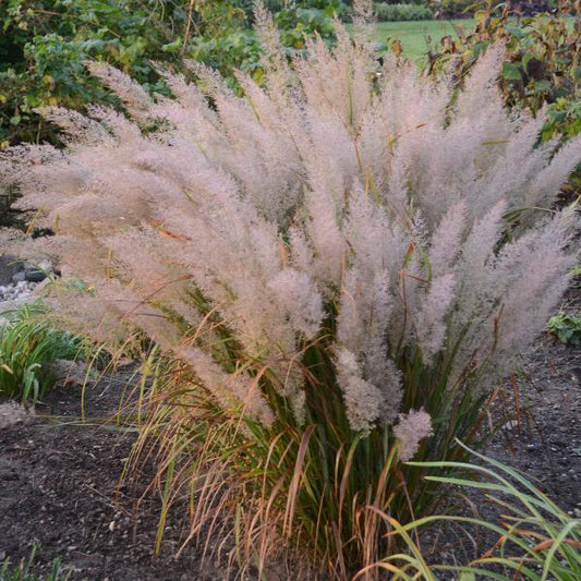 Korean Feather Reed Ornamental Grasses (Calamagrostis Acutiflora Brachytricha)
